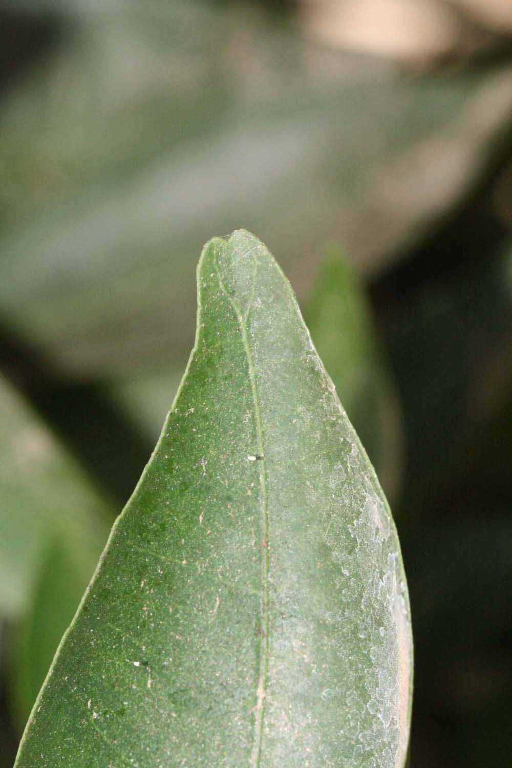              Margin (Riverside, CA)       